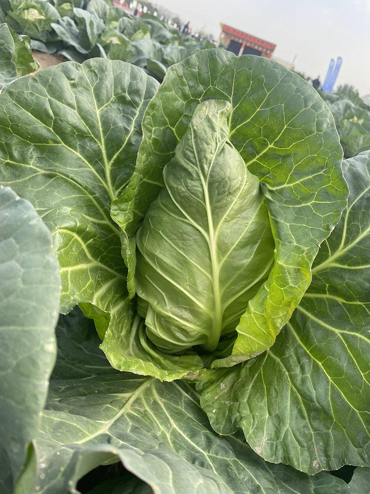 Huachen Oxheart Cabbage