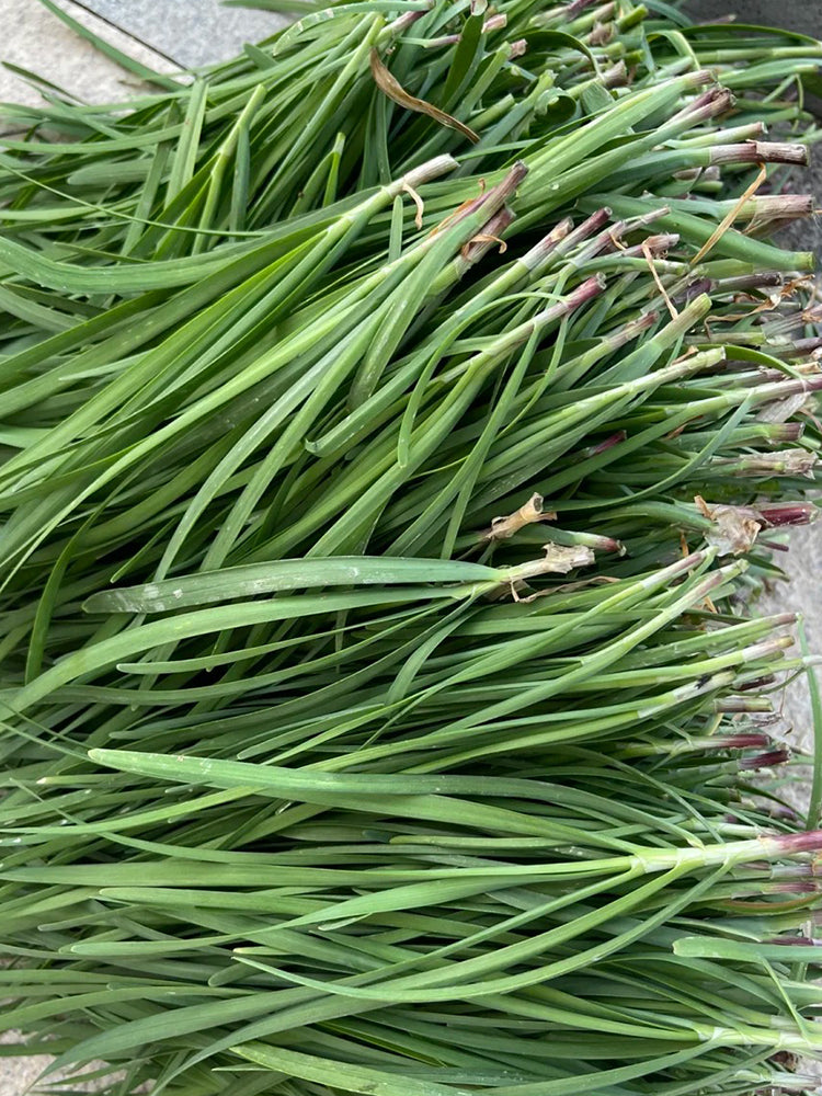 Purple Root Chinese Chives