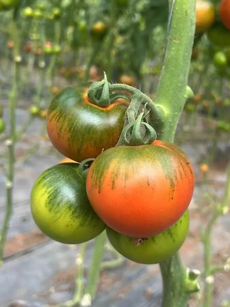 Xingchi Big Strawberry Tomato