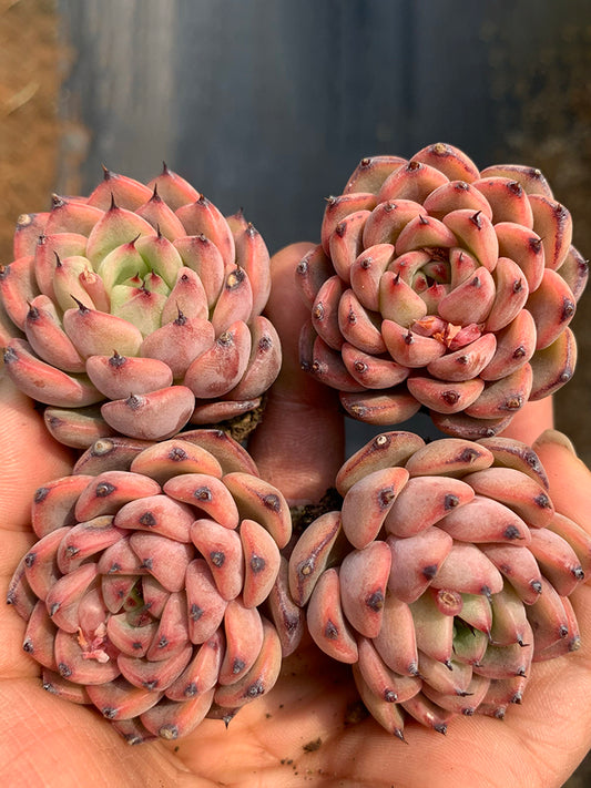 Echeveria cv. 'Starlight Jenny'