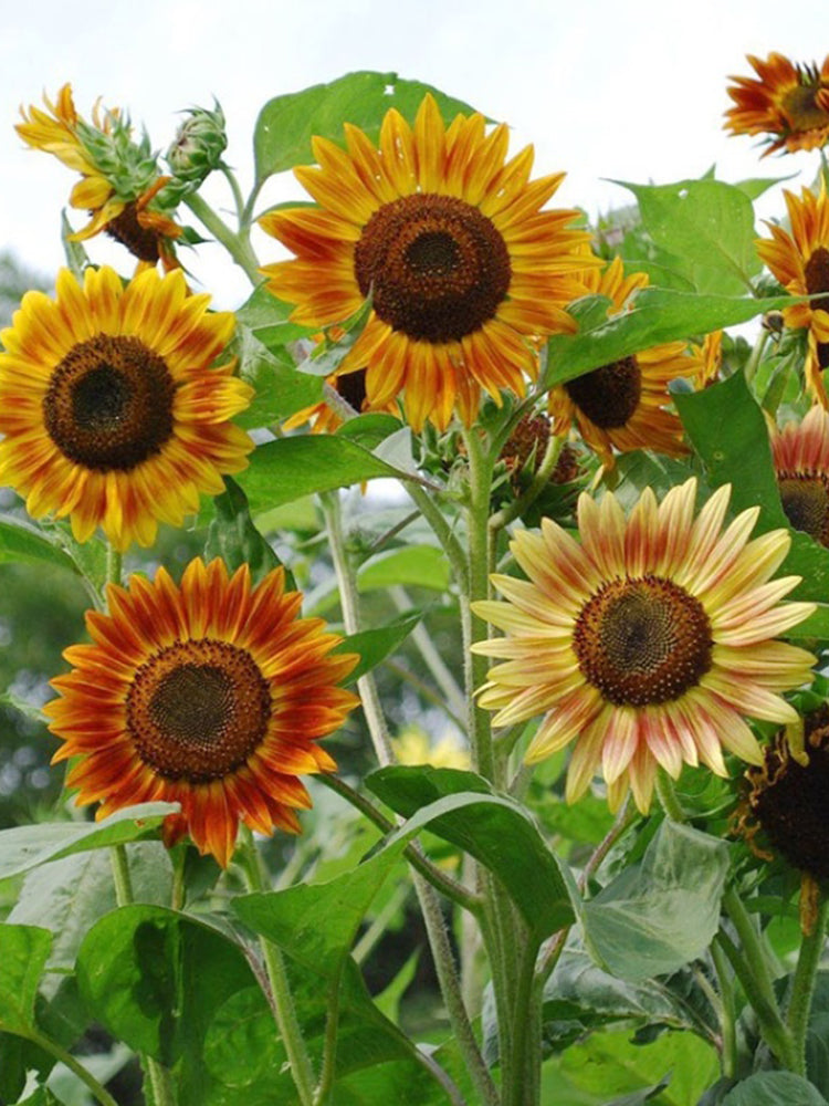 'Magic Flute' Ornamental Sunflower
