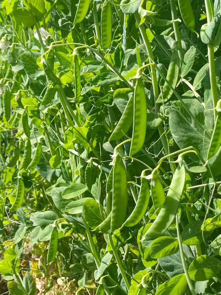 White Flower Double Pod Snow Pea