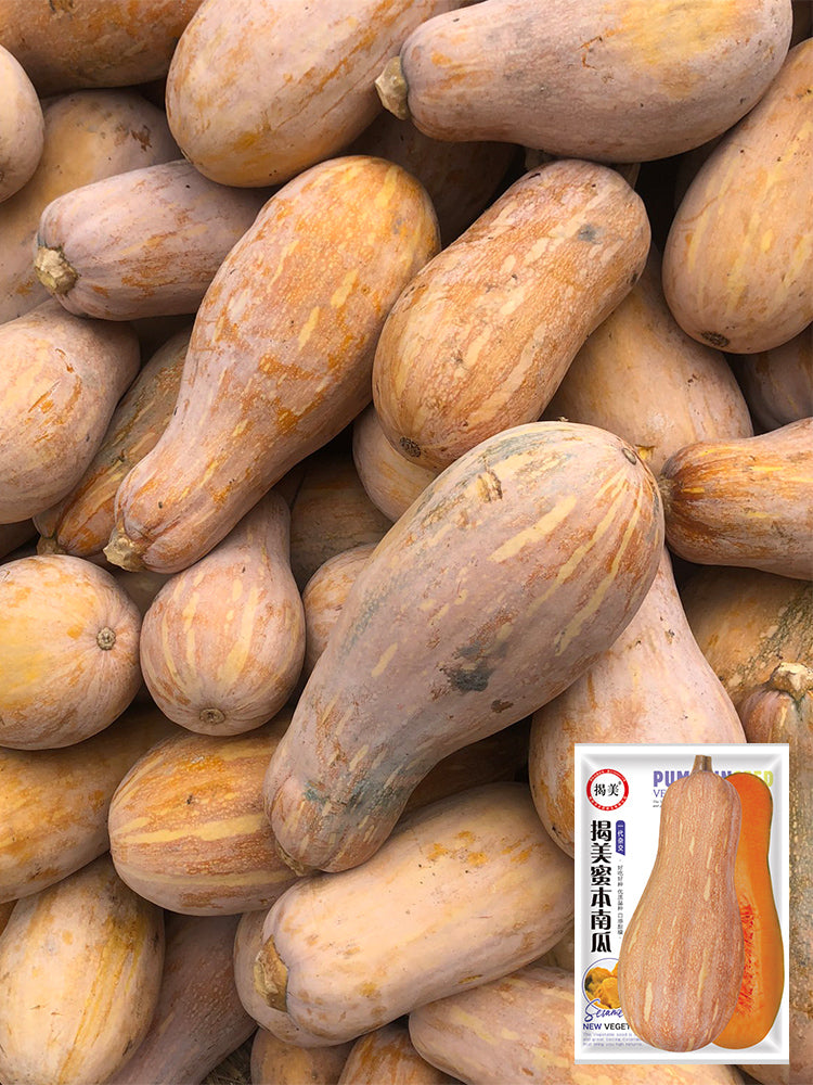 'Jiemei' Miben Pumpkin