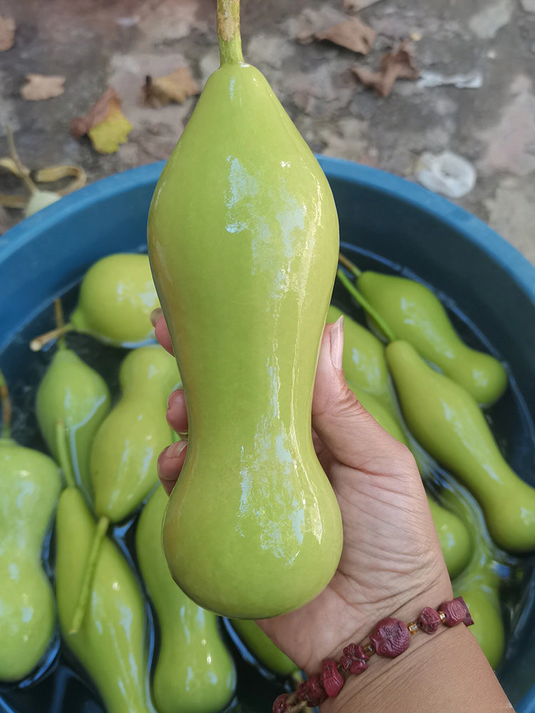 'Ben Zhang' Gourd