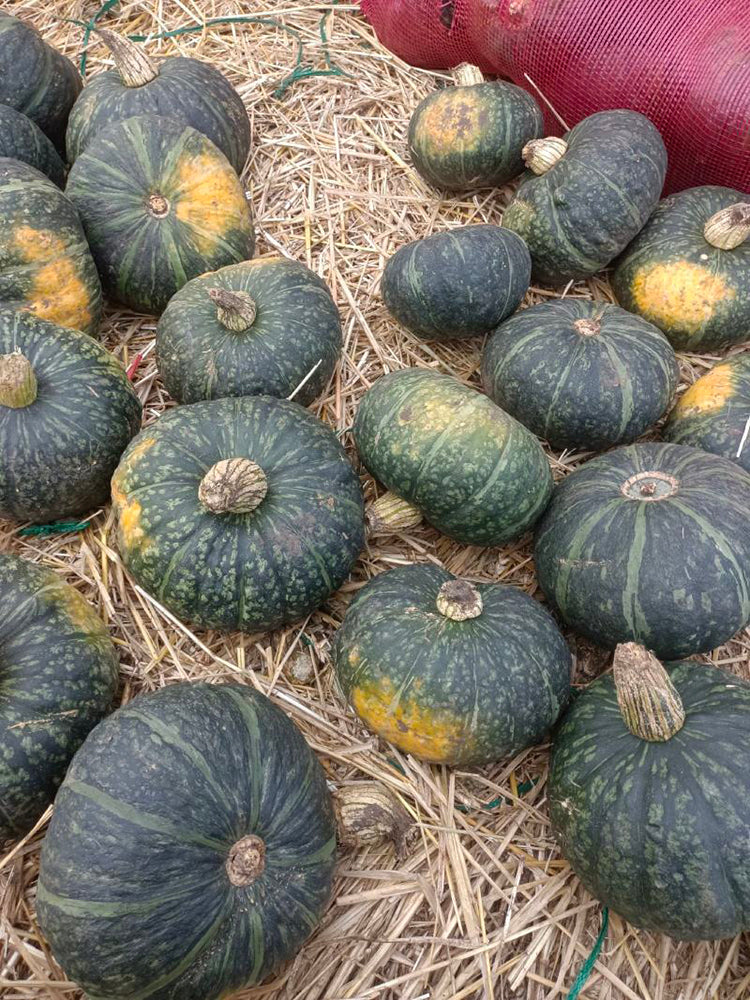 'Yi Nong Jin Li' Pumpkin