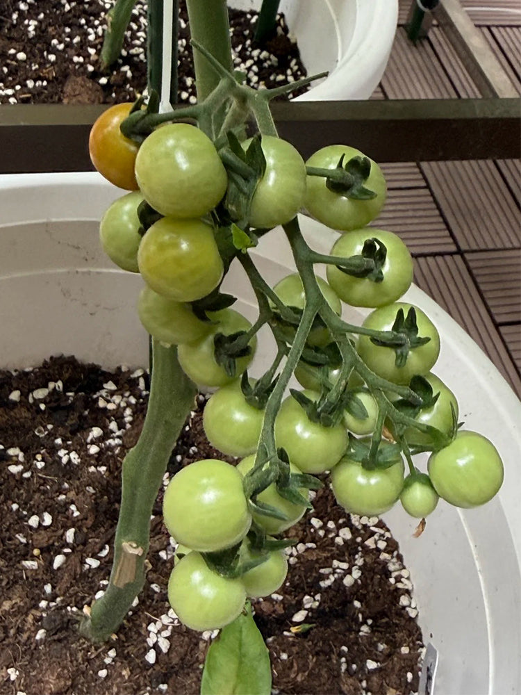 Dwarf Yellow Potted Cherry Tomato