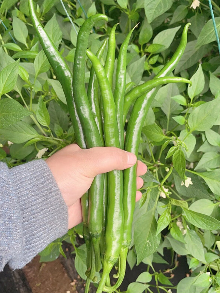 Hongtianxia String Peppers