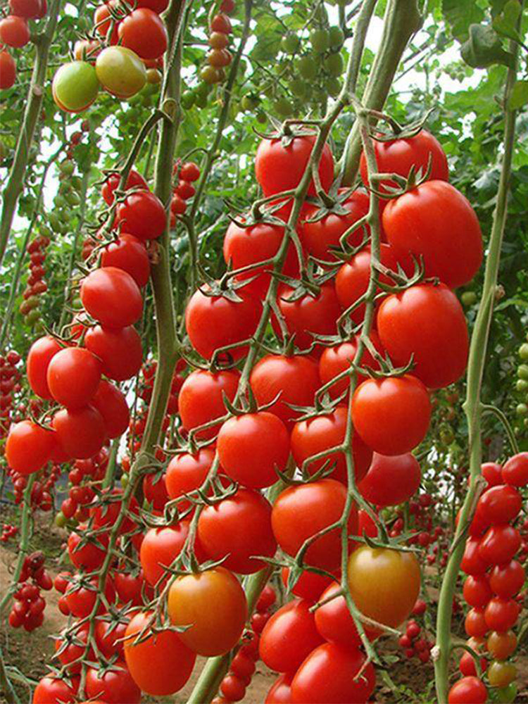 ‘Millennium’ Cherry Tomatoes