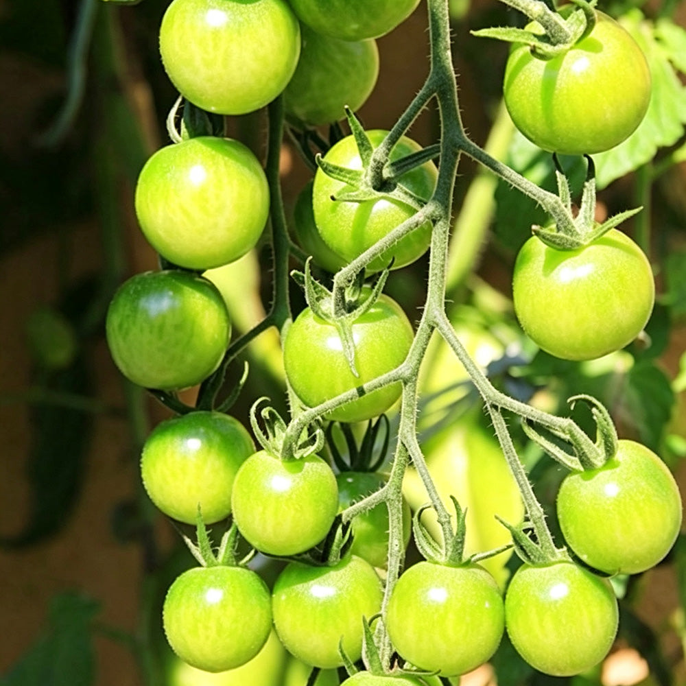 622 JingDan LvBaoShi F1 Tomato