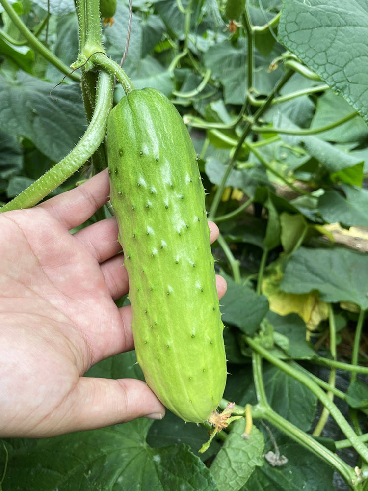 Chinese Large Thorn Fruit Cucumber