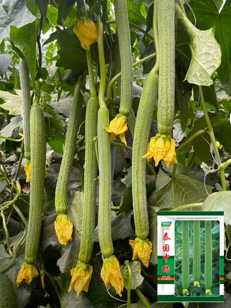 Thailand Medium Green Luffa