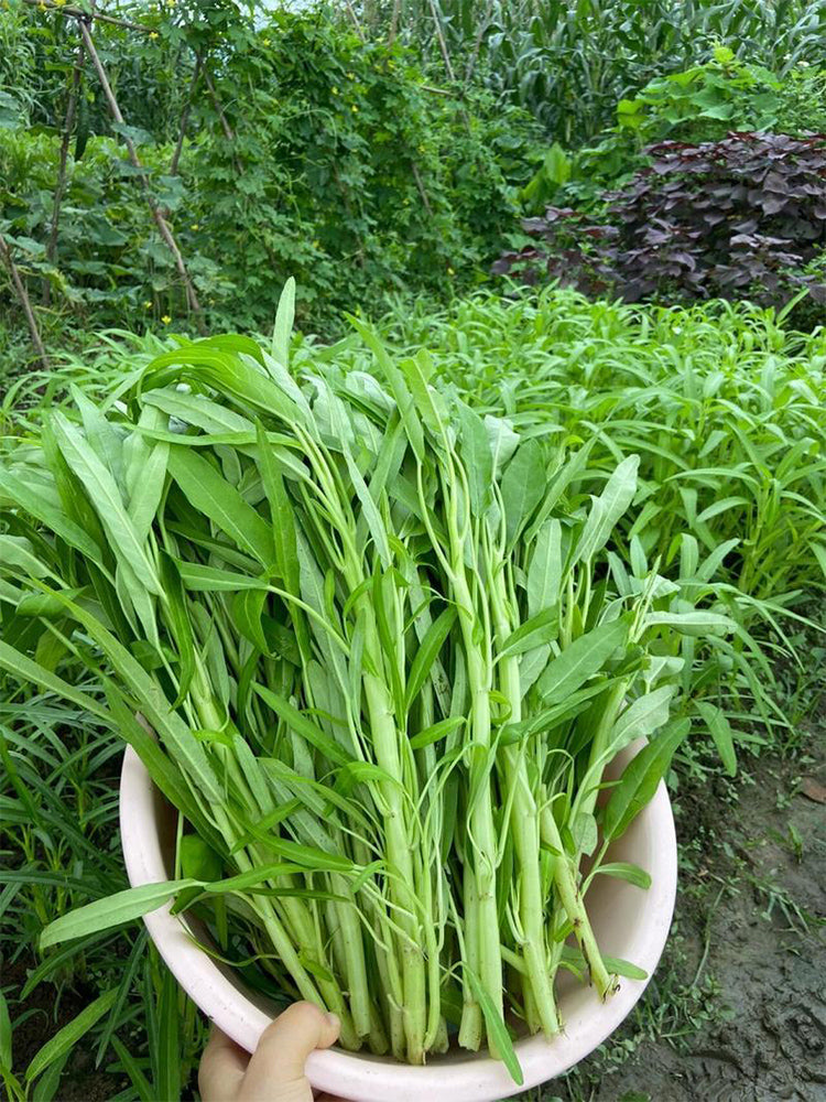 Willow Leaf Water Spinach