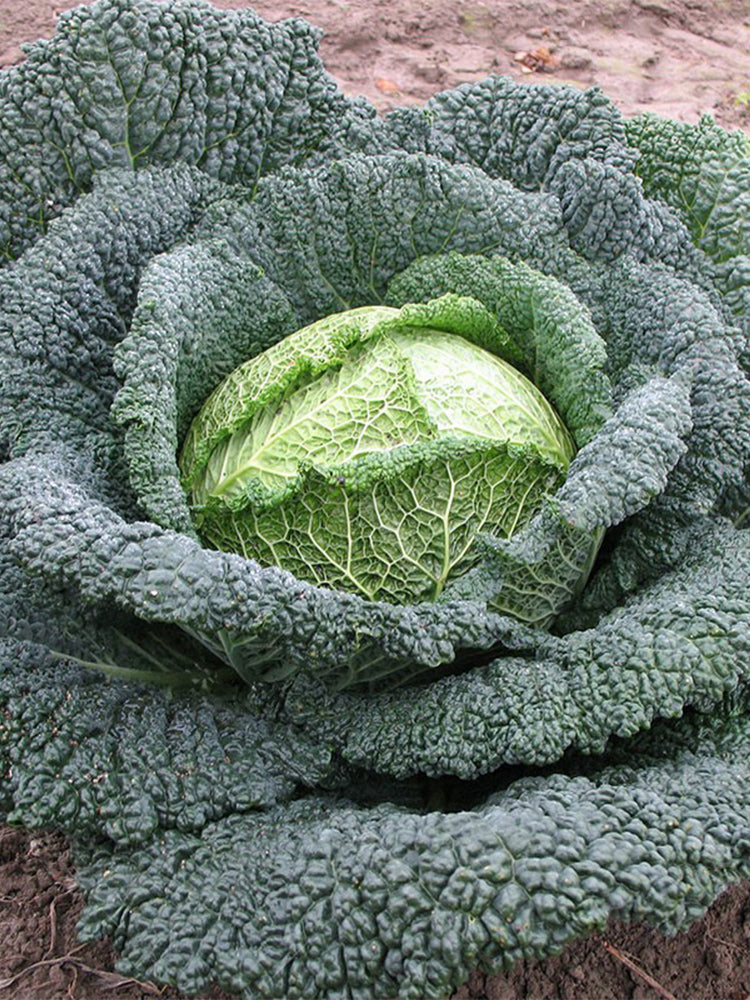 Savoy Cabbage