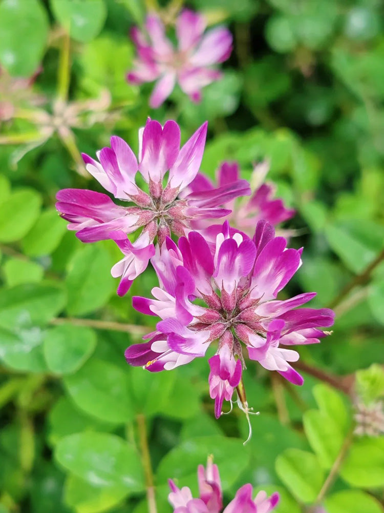 Chinese Milkvetch