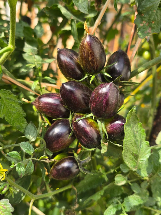 Brads Atomic Grape Heirloom Tomato