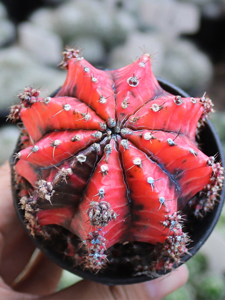 Gymnocalycium mihanovichii variegata 'Oil Painting Peony'