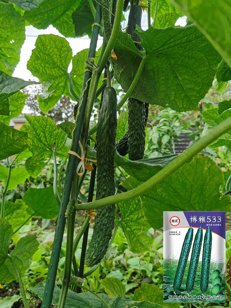 Boya 533 Cucumber