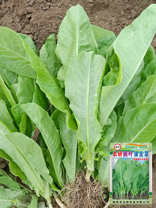 Agricultural Research Round-Leaf Lettuce