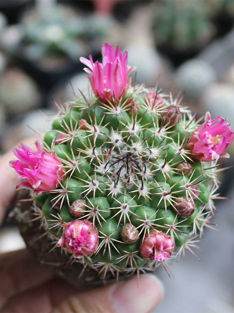 Mammillaria tayloriorum