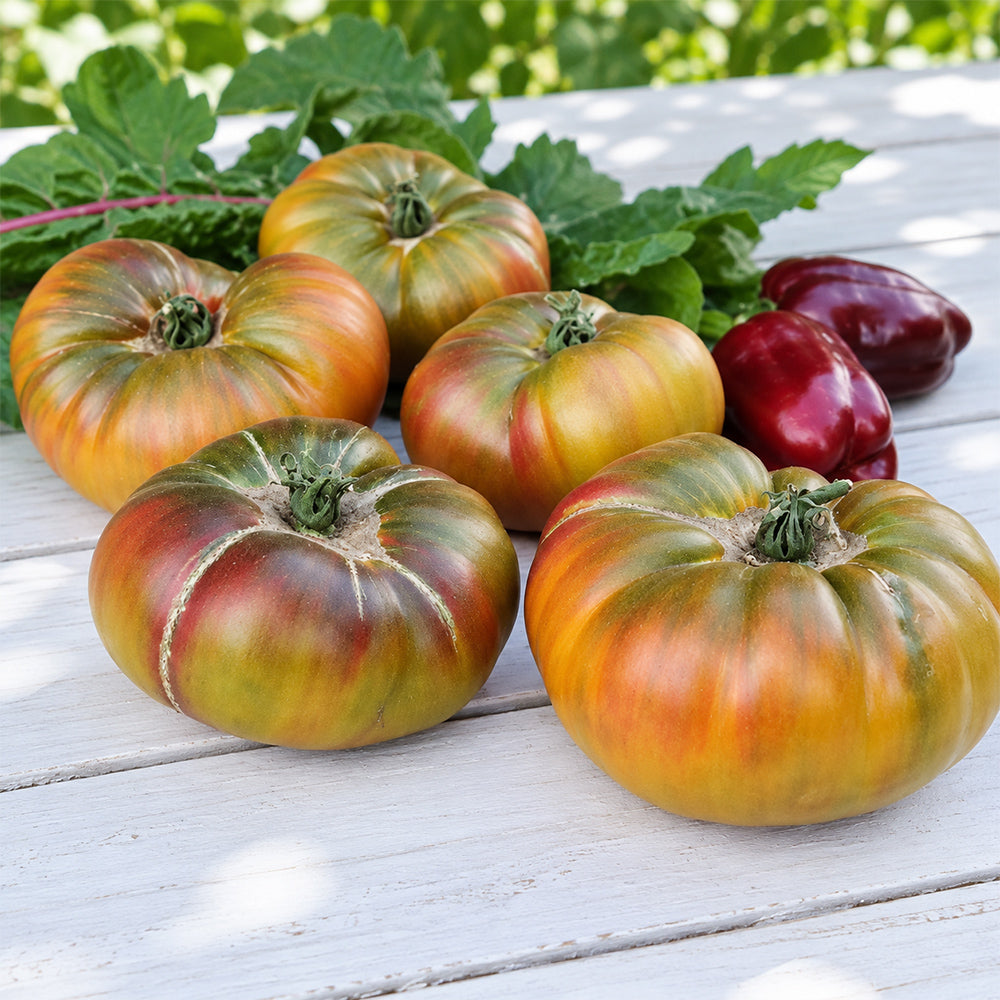 515 Almaty Tricolor Tomato