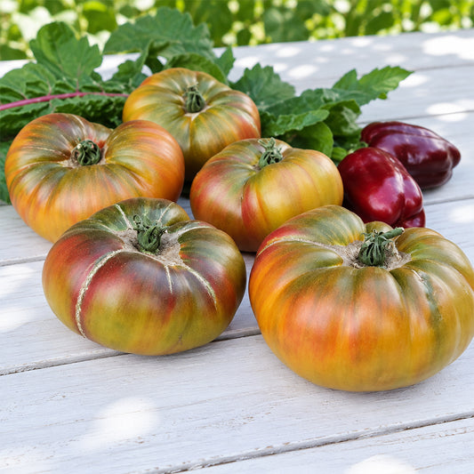 515 Almaty Tricolor Tomato