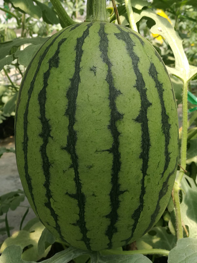 'Super Sweet 2K' Watermelon Seeds