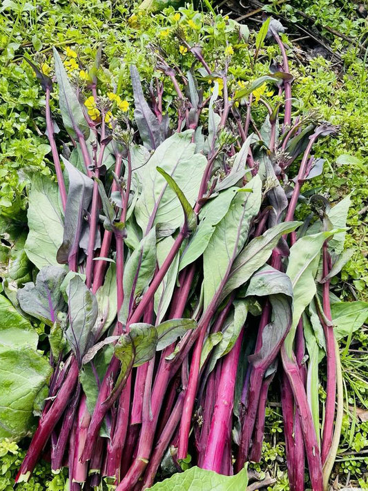 'Jiuhua' Flowering Stalk
