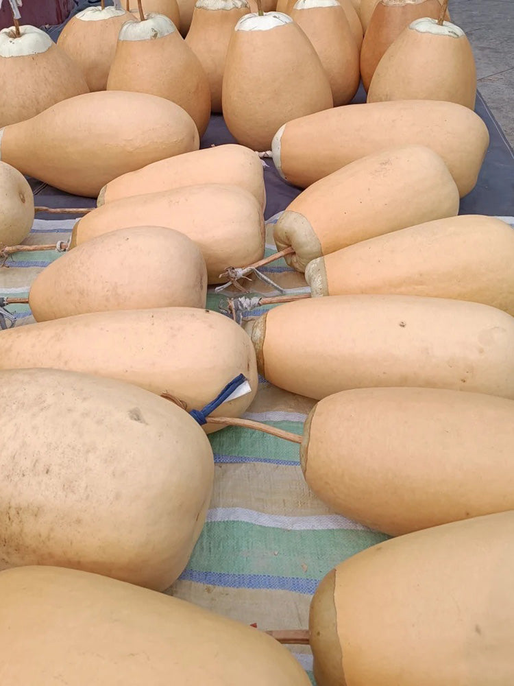 'Large Winter Melon' Gourd