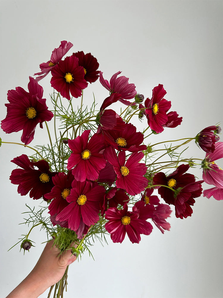 Evening Gown Red Cosmos