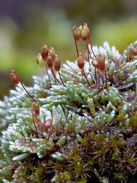 Silver Moss (Bryum argenteum)