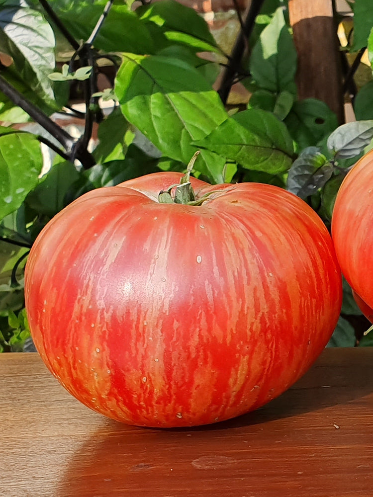 'Vintage Wine' Tomato