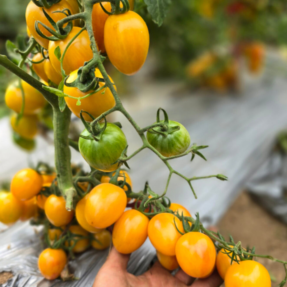 759 Tennessee Surprise Yellow Cream Oval Tomato
