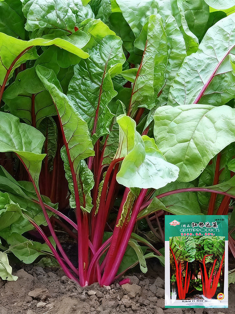 Red-Stemmed Chard