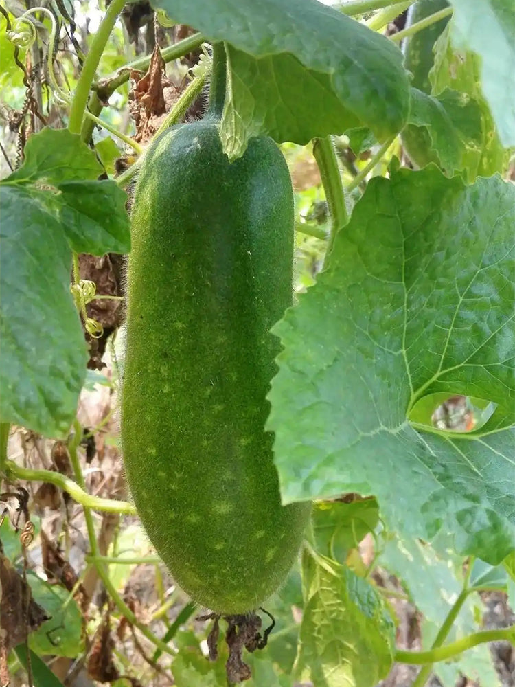 Baoxing F1 Hybrid Hairy Gourd