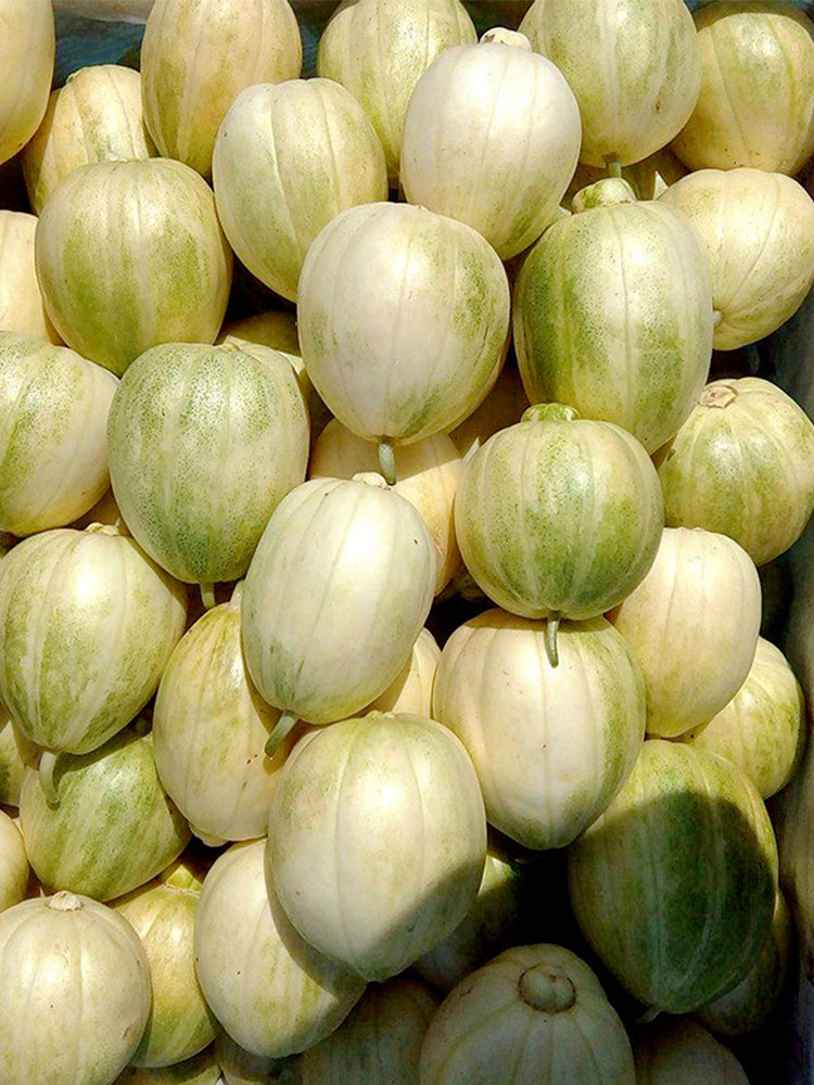 Tianfei Sweet Melon