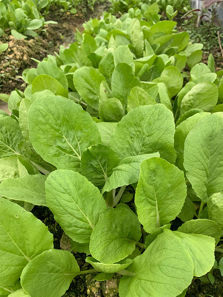 Tianfei Beautiful Pakchoi