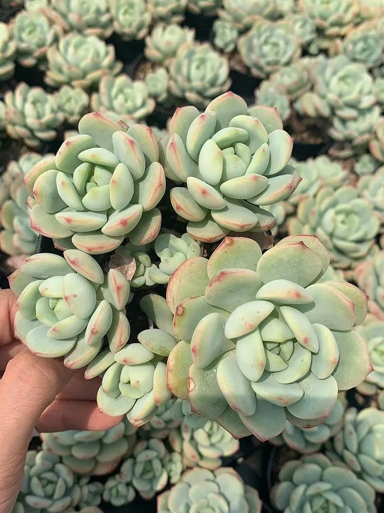 Echeveria Crassula Var 4.0
