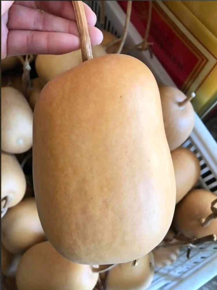 'Little Winter Melon' Gourd