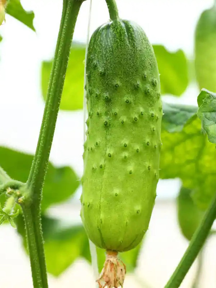 'Cuimei 188' Mini Cucumber