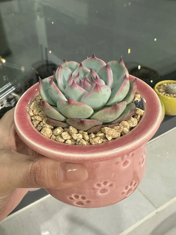 Echeveria chihuahuaensis