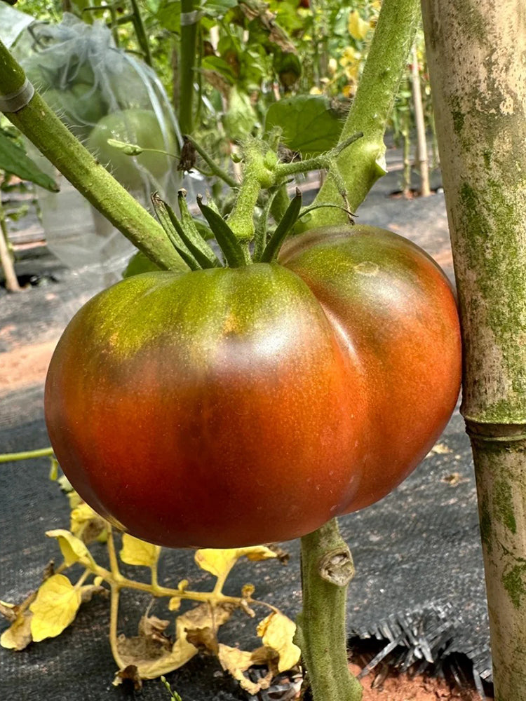 Cherokee Purple Tomato