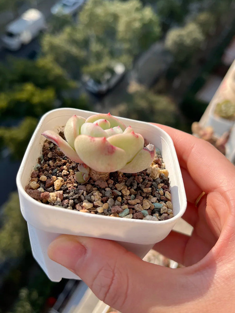 Echeveria 'Monroe'