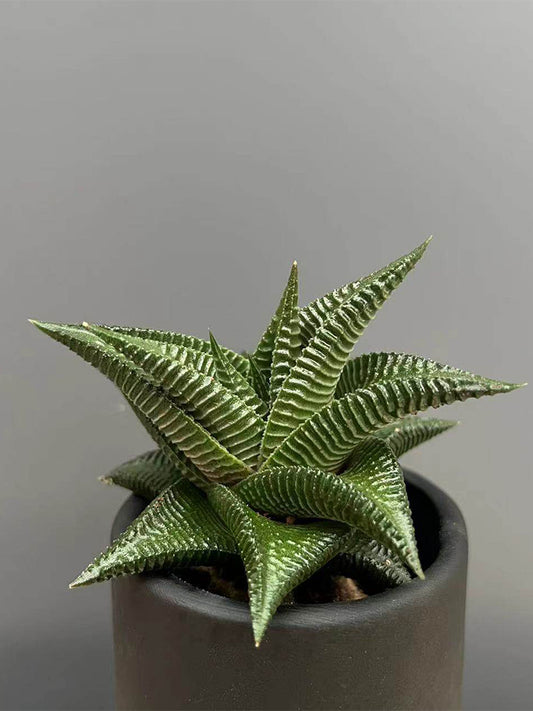 Haworthiopsis limifolia