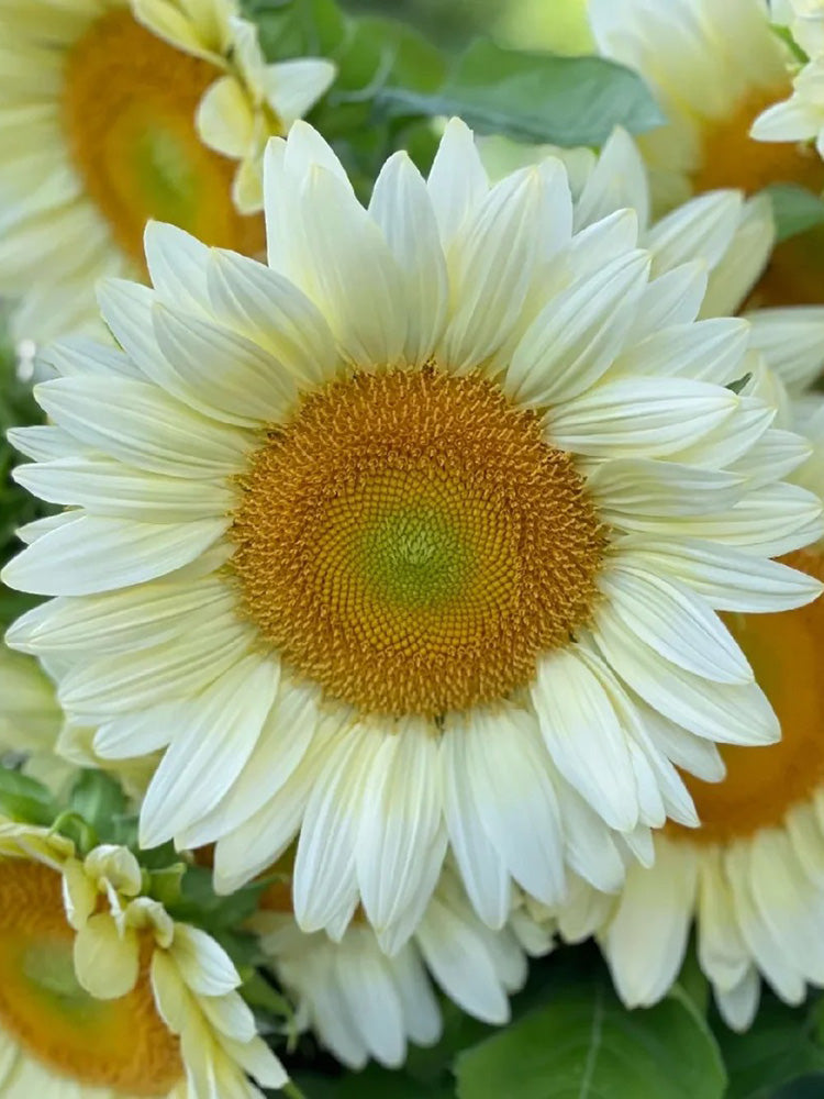 'White Moonlight' Sunflower