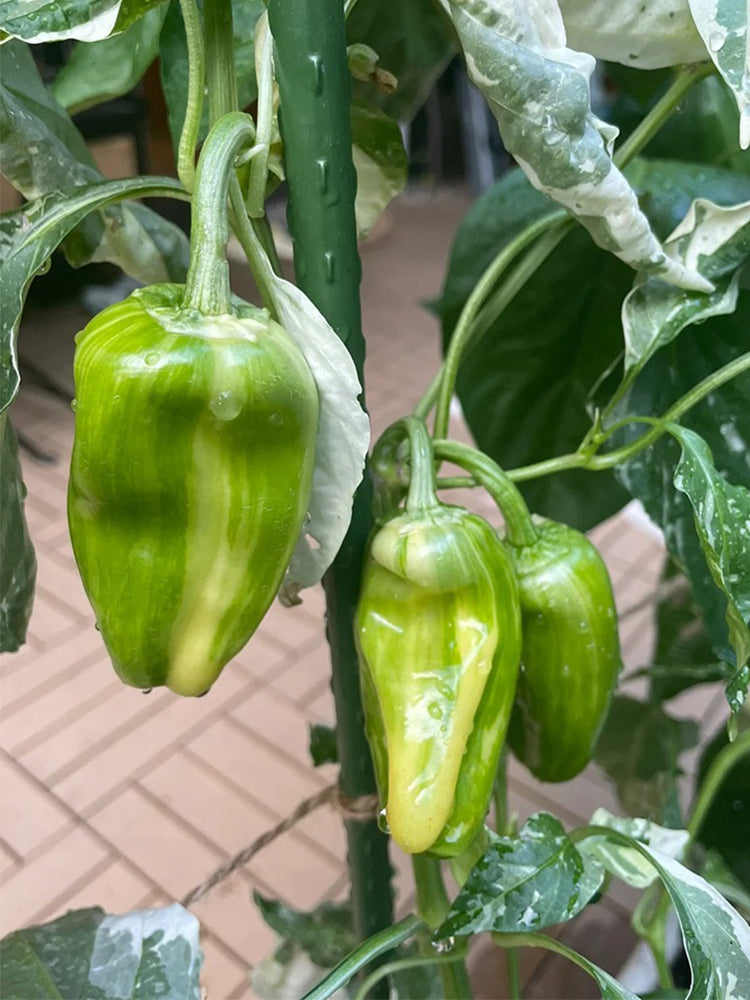 Rainbow Candy Sweet Pepper