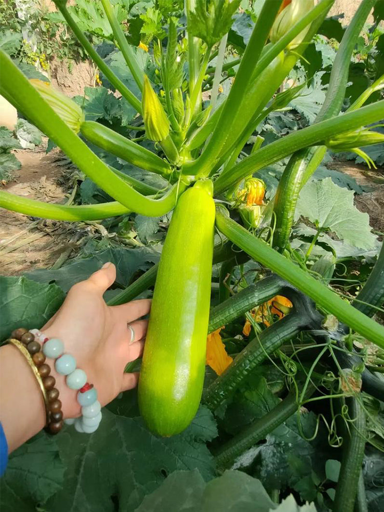 'Wansheng Chunqiubao' Zucchini
