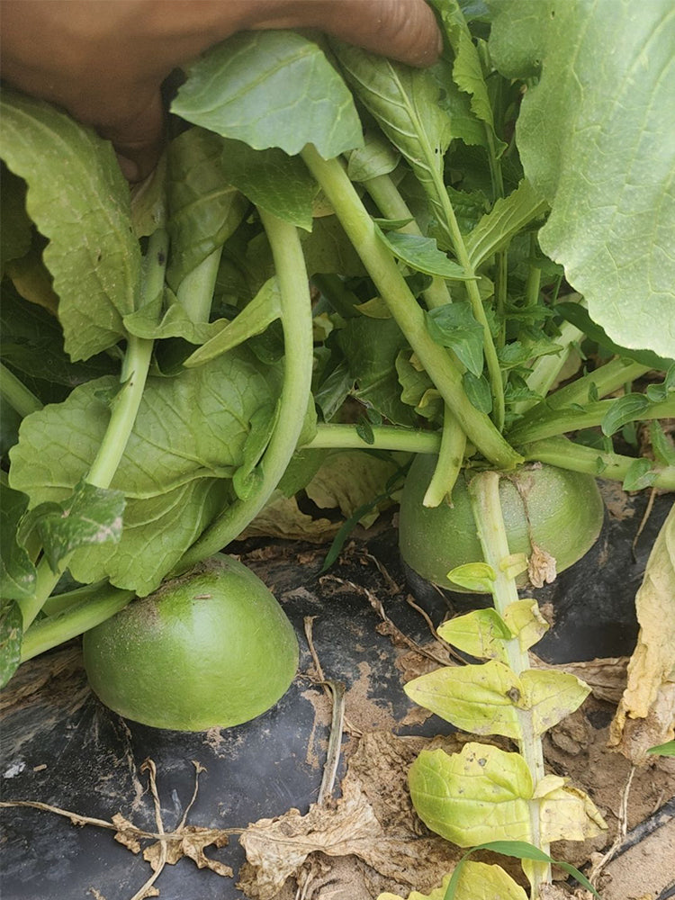 'Liangguan' Apple-shape Green Radish