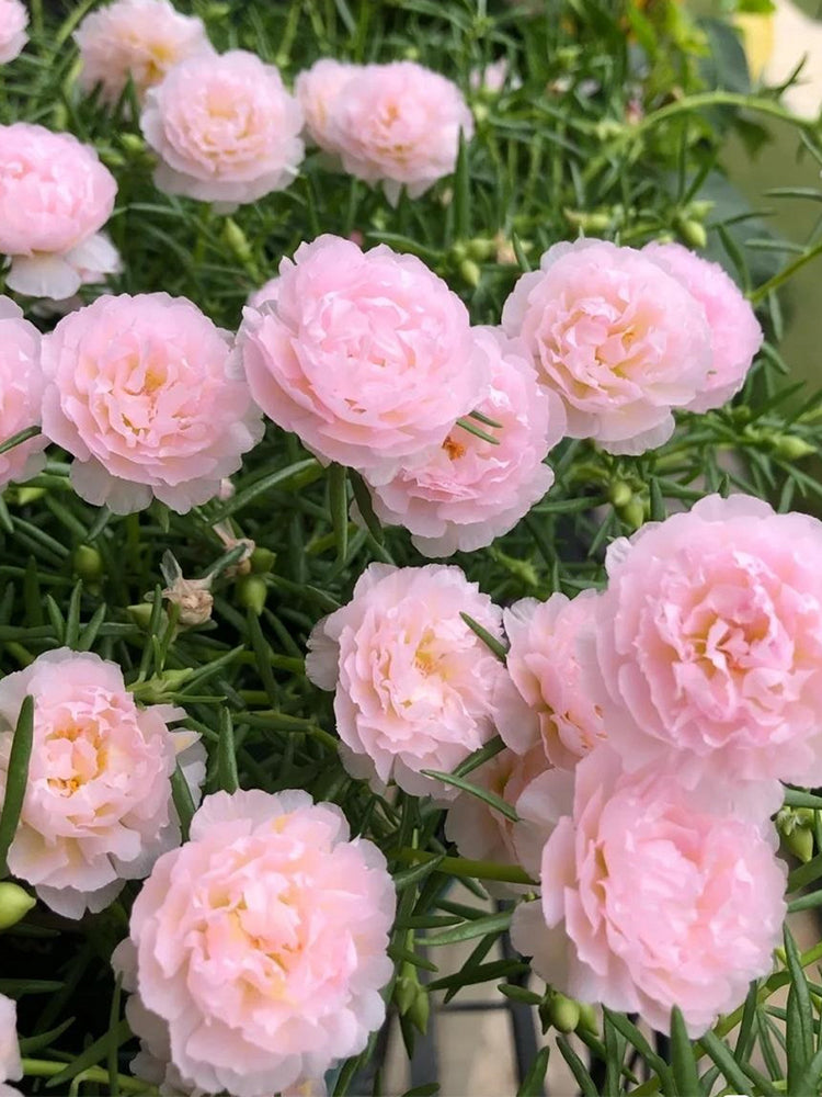 Hezhichun Pink Moss-Rose Purslane