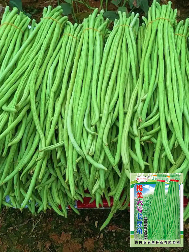 Jiemei No.6 Long Bean