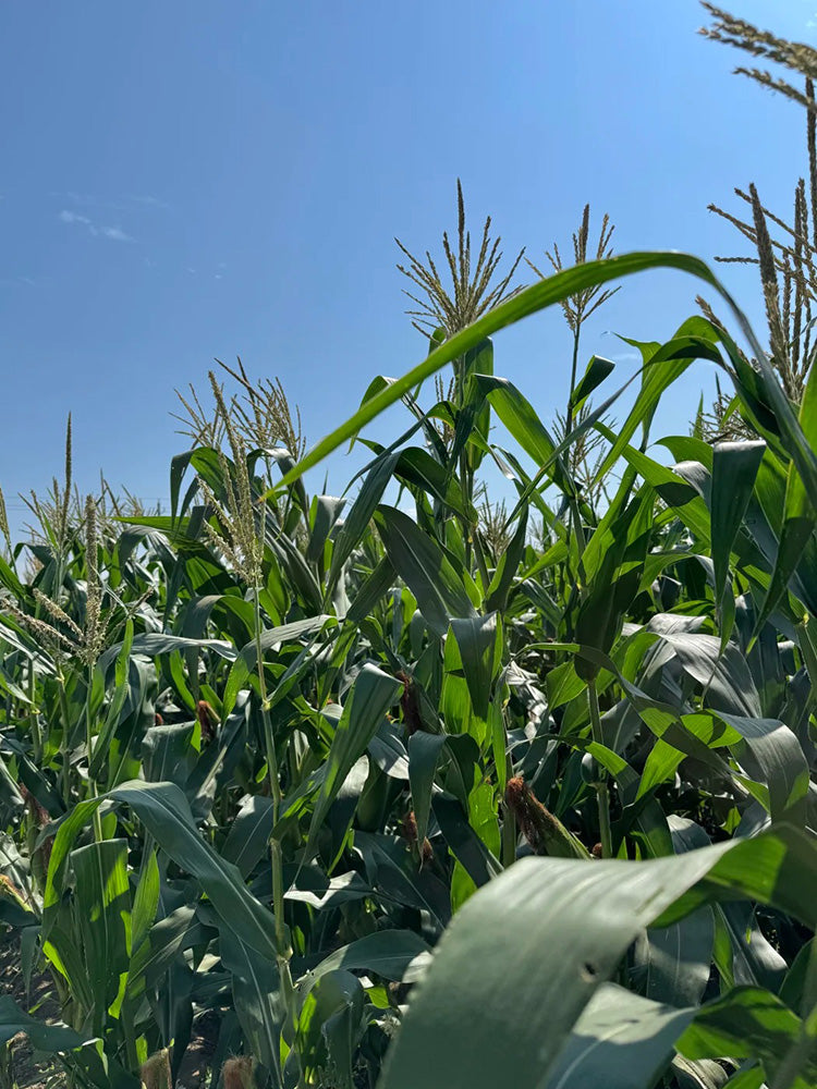 'Minuo 1157' F1 Yellow Waxy Corn